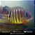 Severum Red Tiger 16-20cm - Imagem 1