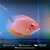 Severum Red Spotted A 8-12cm - Imagem 2