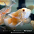 Oscar Red Ruby Albino A 8-12cm - Imagem 2