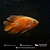 Oscar Red Ruby Albino A 8-12cm - Imagem 3
