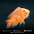 Oscar Red Ruby Albino A 8-12cm - Imagem 1