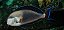 Acanthurus sohal (Sohal Tang) 15-20cm - Imagem 1