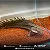 Polypterus Senegalus 11-15cm - Imagem 3