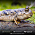 Mudskipper 7-10cm - Imagem 1