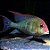 Geophagus Red Head Tapajos 12-16cm - Imagem 1
