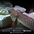 Polypterus Ornatipinnis / Ornatus 30-35cm - Imagem 1