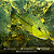 Tucunaré Xingu (Cichla Melaniae) - Imagem 4