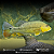 Tucunaré Xingu (Cichla Melaniae) - Imagem 2
