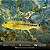 Tucunaré Xingu (Cichla Melaniae) - Imagem 8