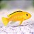 Ciclideo Yellow 4-7cm - Imagem 1