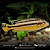 Auratus amarelo 4-7cm - Imagem 1