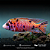 Aulonora Pink Orange 7-10cm - Imagem 1