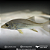 Robalo de água doce 22-26cm - Imagem 4