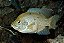 Paratilapia Poleni 6-10cm - Imagem 1
