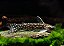 Tatia Gold 2-5cm - Imagem 1