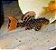 Cascudo L114 Red Tail Sternela 4-7cm - Imagem 1