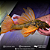 Hypostomus Luteus Dragon 40-45cm - Imagem 3