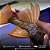 Hypostomus Luteus Dragon 40-45cm - Imagem 4