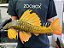 Hypostomus Luteus (Fase 3) 35-40cm - Imagem 1