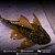 Hypostomus Luteus Dragon 40-45cm - Imagem 2