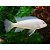 Socolofi Albino 3-6cm - Imagem 1