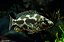 Nimbochromis Livingstoni 4-7cm - Imagem 1
