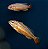 Auratus Albino 4-7cm - Imagem 1