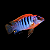 Labidochromis Hongi Sweden 5-8cm - Imagem 1