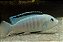 Labidochromis Caeruleus White 3-6cm - Imagem 1