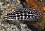 Julidochromis Marlieri 2-4cm - Imagem 1