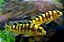 Pseudotropheus Cabro 4-7cm - Imagem 1