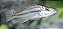 Dimidiochromis Compressiceps 5-8cm - Imagem 1