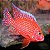 Aulonocara Dragon Blood 8-12cm - Imagem 1