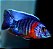 Aulonocara Red Sided 6-9cm - Imagem 1