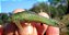 Cascudo Hisonotus aky 1-3cm - Imagem 1