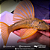 Hypostomus Luteus Dragon 35-40cm - Imagem 1