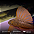 Hypostomus Luteus Dragon 35-40cm - Imagem 2