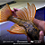 Cascudo Hypostomus Luteus F3 (Fase 3) 40-45cm - Imagem 2