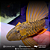 Hypostomus Luteus Dragon 30-35cm - Imagem 2