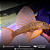 Hypostomus Luteus Dragon 30-35cm - Imagem 5