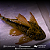 Cascudo Hypostomus Luteus F3 (Fase 3) 25-30cm - Imagem 4