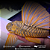 Hypostomus Luteus Dragon 30-35cm - Imagem 3