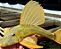 Hypostomus Luteus Golden 32-36cm - Imagem 1