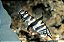 Abramites (Abramites Hypselonotus) 6-10cm - Imagem 1
