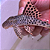 Cascudo L075 12-16cm - Imagem 1
