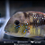 Gymnogheophagus 8-12cm - Imagem 3