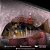 Gymnogheophagus 8-12cm - Imagem 5