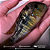Gymnogheophagus 8-12cm - Imagem 7