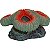 Enfeite de Resina Soma Coral Cerebro Open Vermelho - Imagem 1