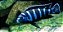Tetra Cichlid Sticks 250 ml / 75 g - Imagem 3